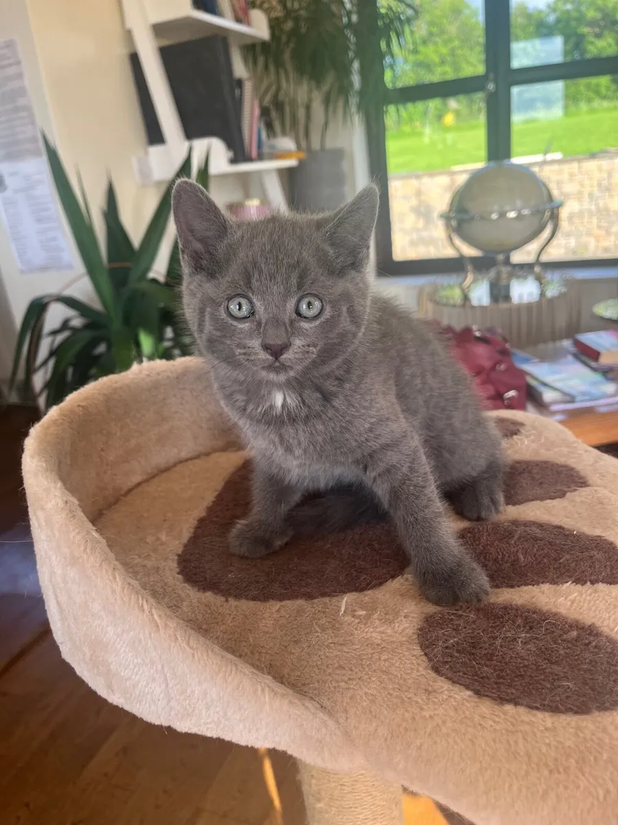 British shorthair x kittens - Image 4