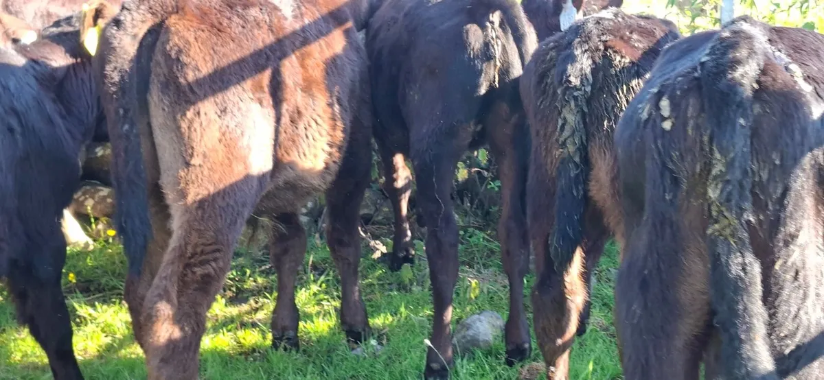 Roan Blue  Heifer Calf - Image 2