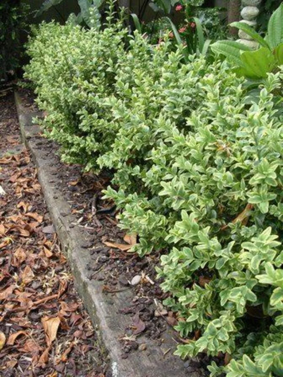 Nursery Clearance Sale - Image 1