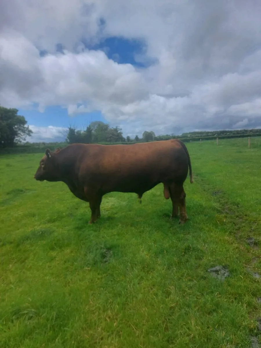 Red AA Bull - Image 1