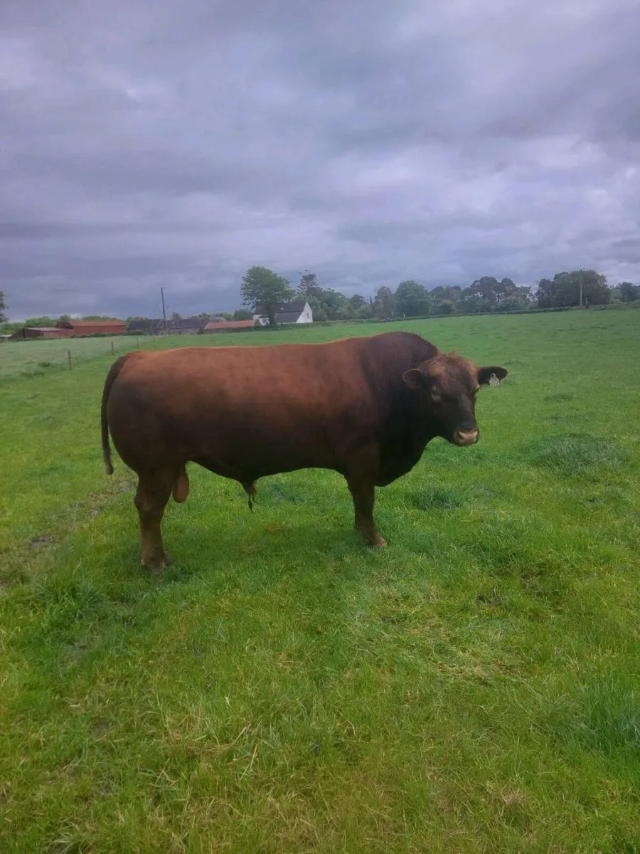 Red AA Bull - Image 3