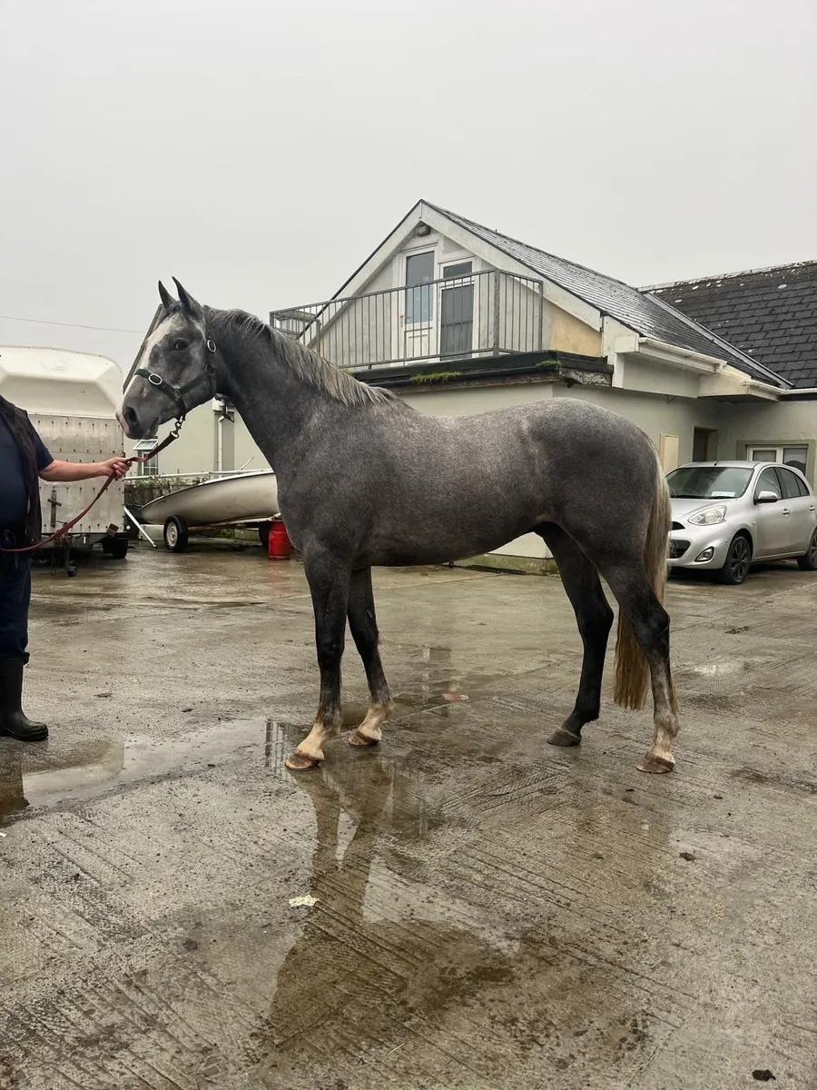 3 year old grey gelding - Image 1