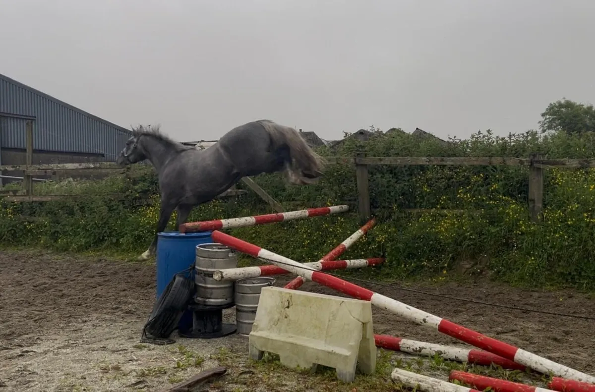 3 year old grey gelding - Image 4