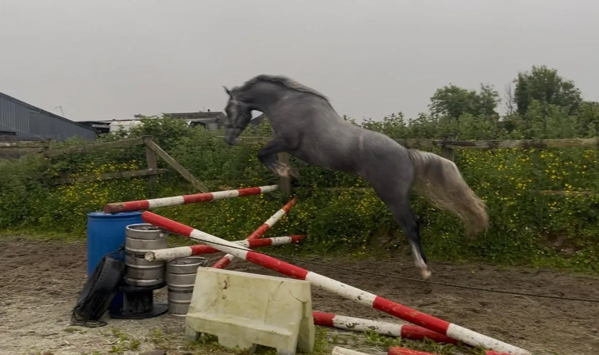 3 year old grey gelding - Image 3