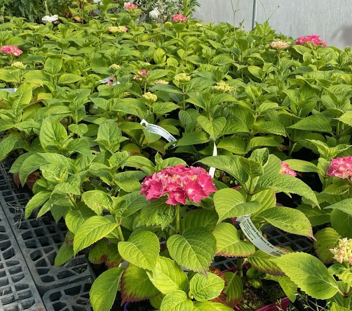 Nursery Clearance Sale - Image 2