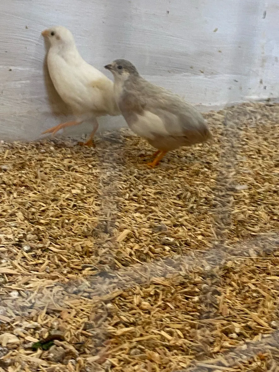 Chinese painted quail / button quail . Zebra finch