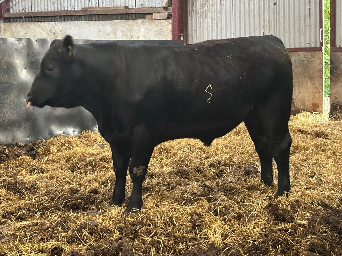 Aberdeen Angus Bull - Image 1