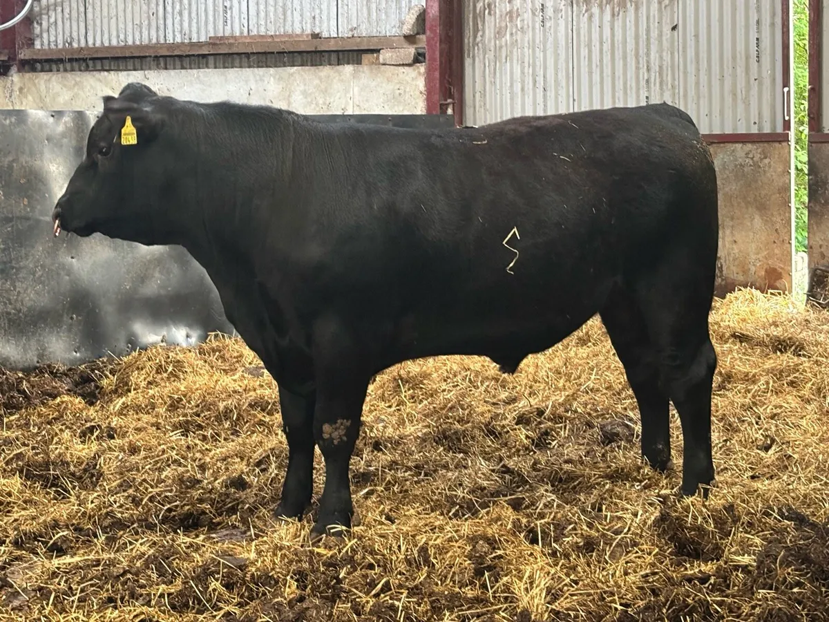 Aberdeen Angus Bull - Image 2