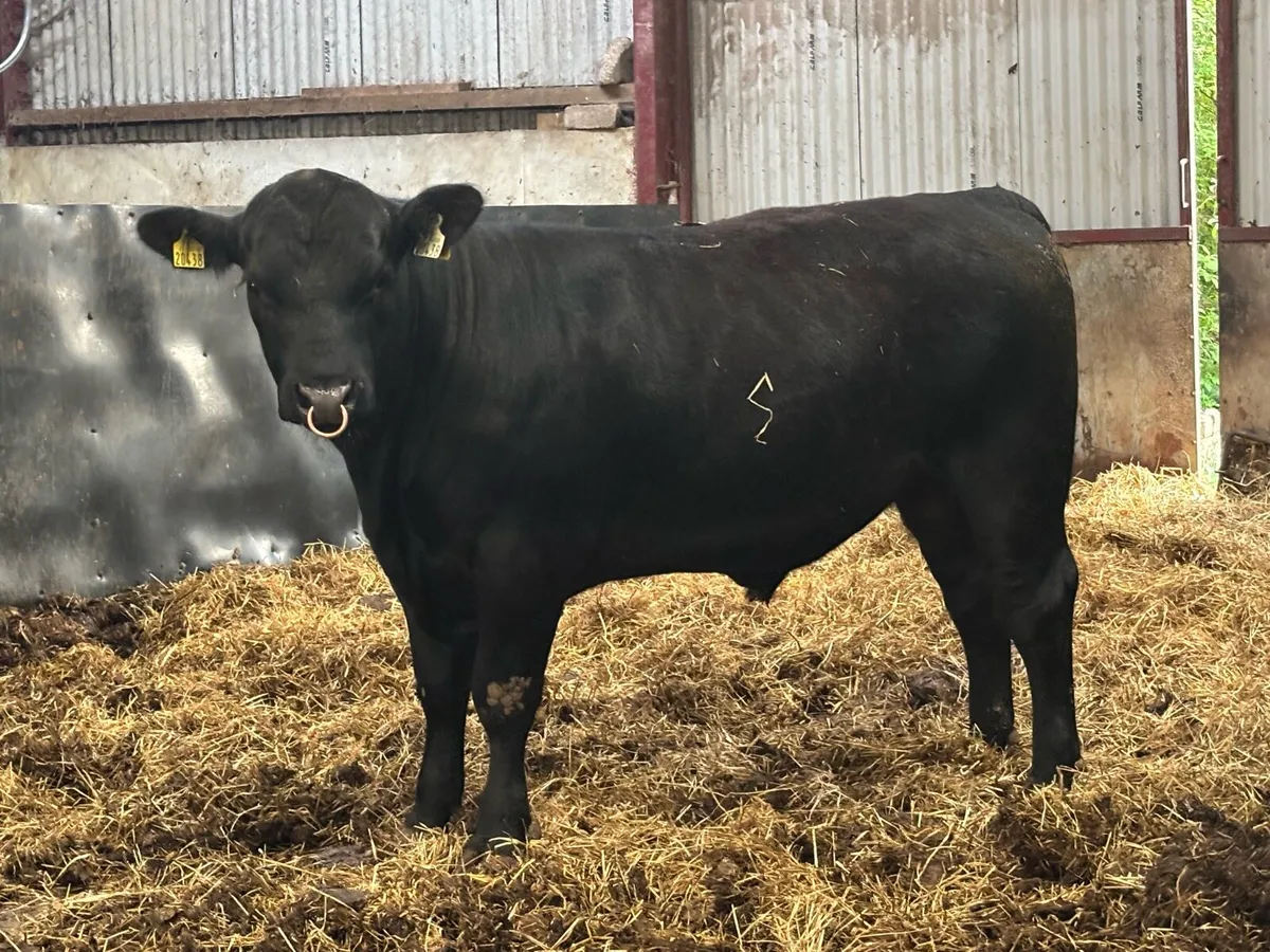 Aberdeen Angus Bull - Image 3