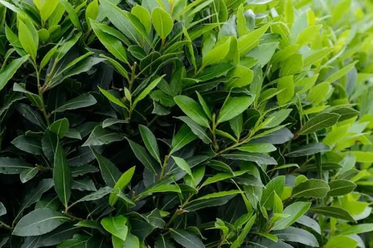 Nursery Clearance Sale - Image 3