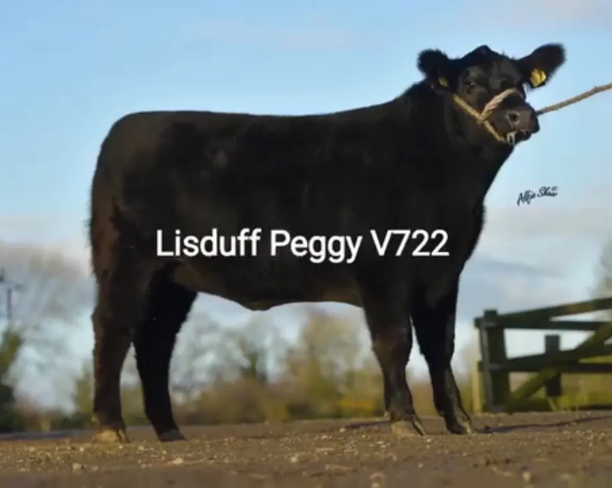 Aberdeen Angus Bull - Image 4
