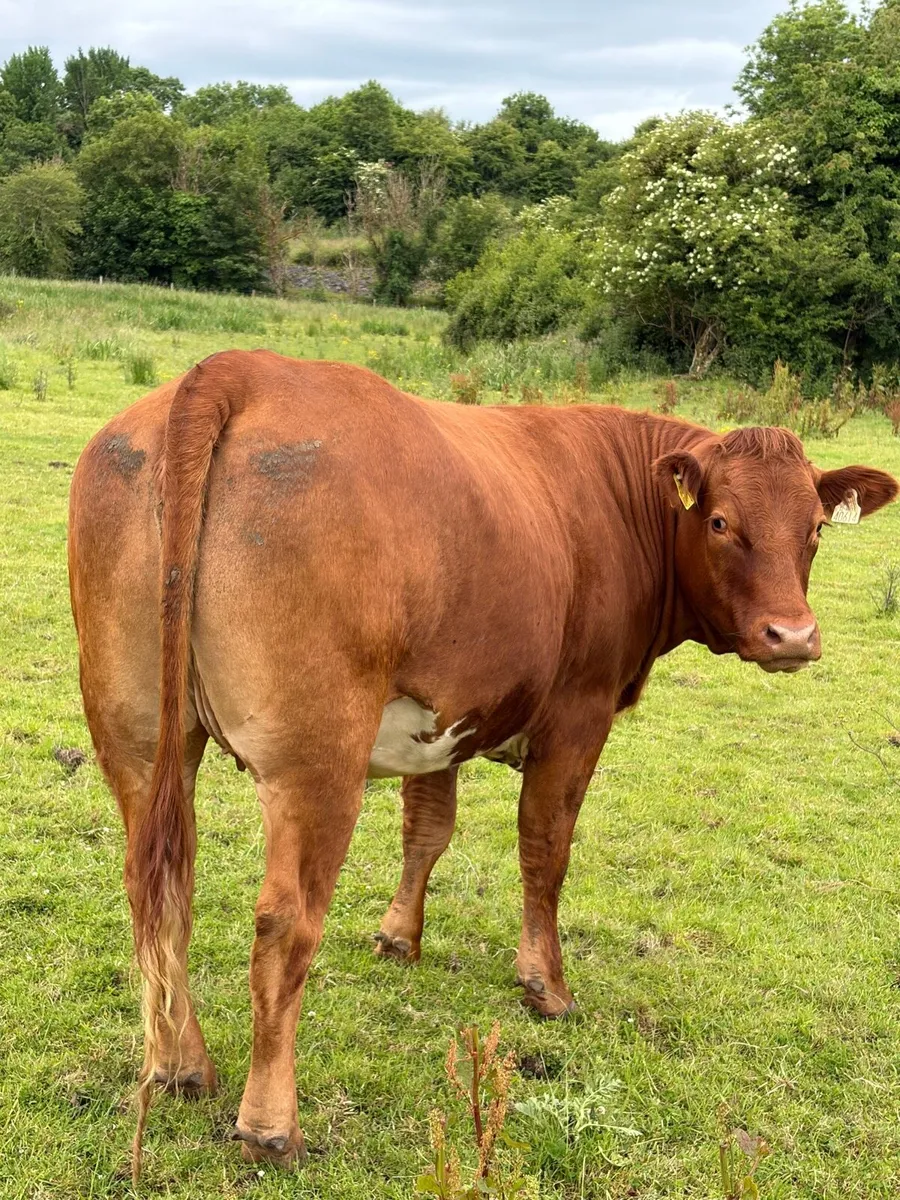 In calf heifers - Image 1