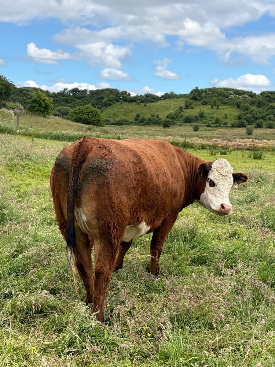 In calf heifers - Image 2