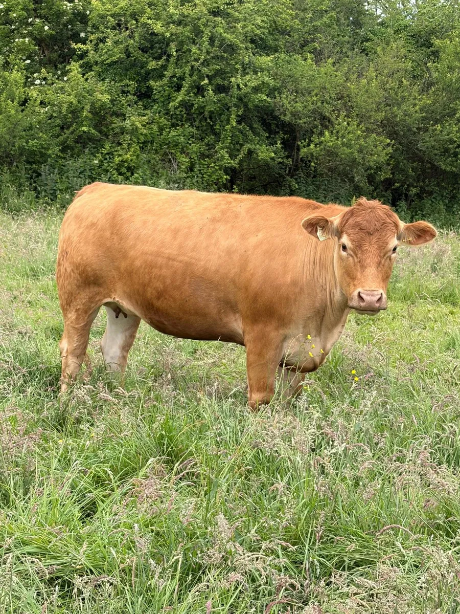 In calf heifers - Image 3