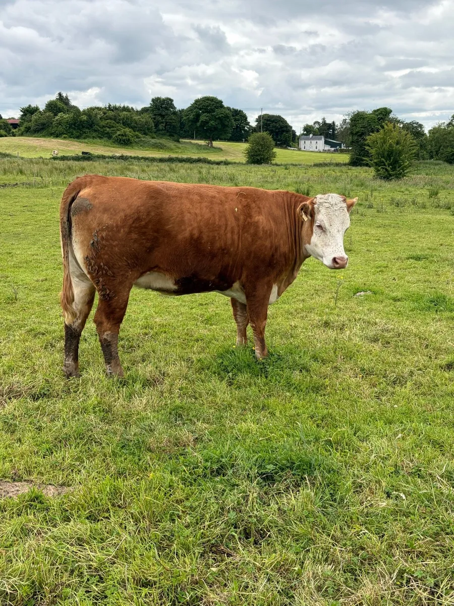 In calf heifers - Image 4