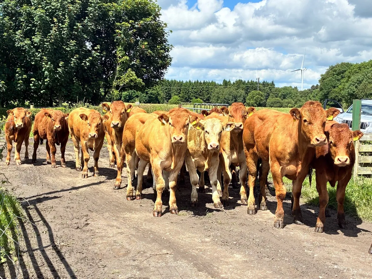 16 U grade Red limousine store bullocks - Image 1