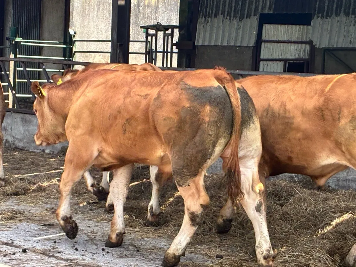 16 U grade Red limousine store bullocks - Image 3