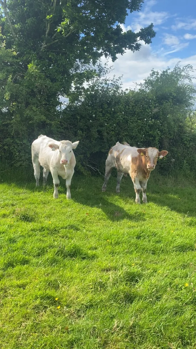 Smashing calves going to castlerea - Image 3