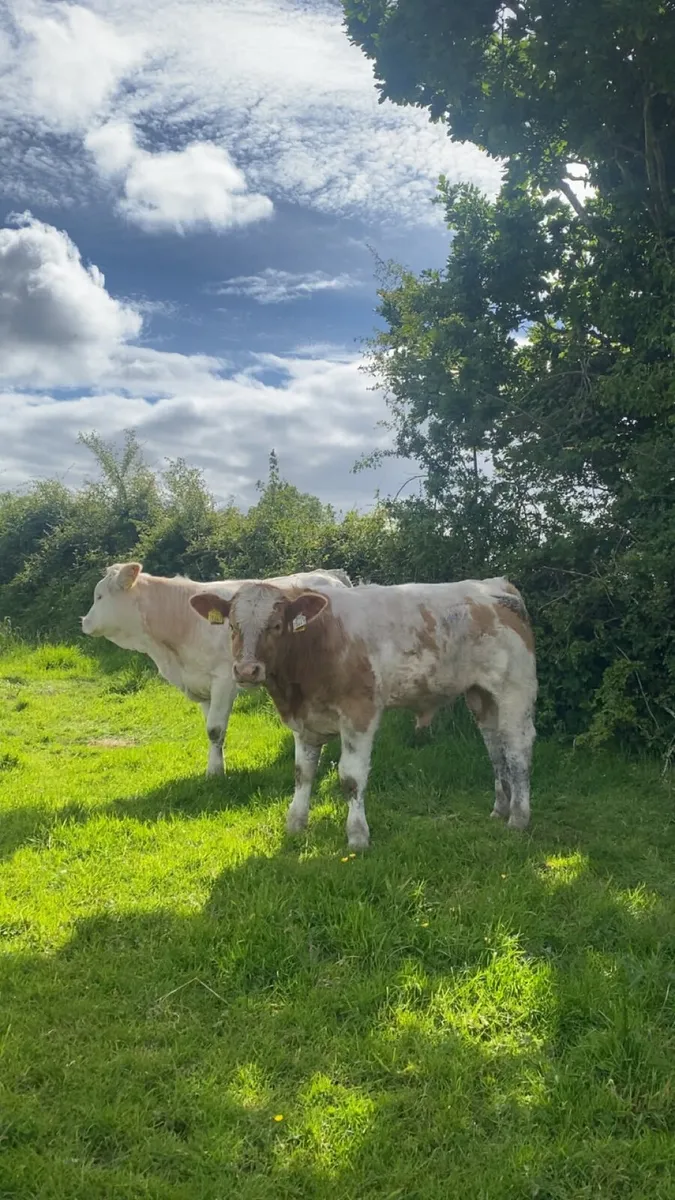Smashing calves going to castlerea - Image 4