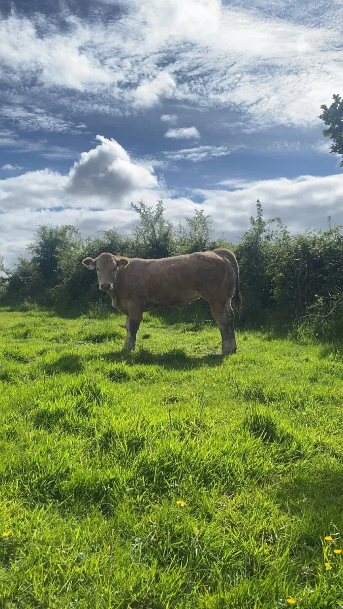 Smashing calves going to castlerea - Image 1