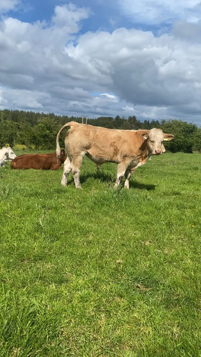 Smashing calves going to castlerea - Image 2
