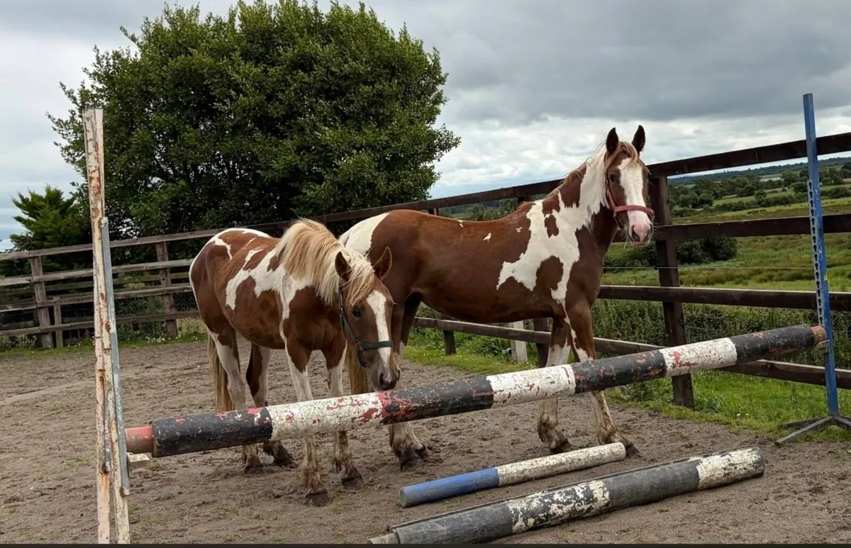 Skewbald fillies 2 years old - Image 1