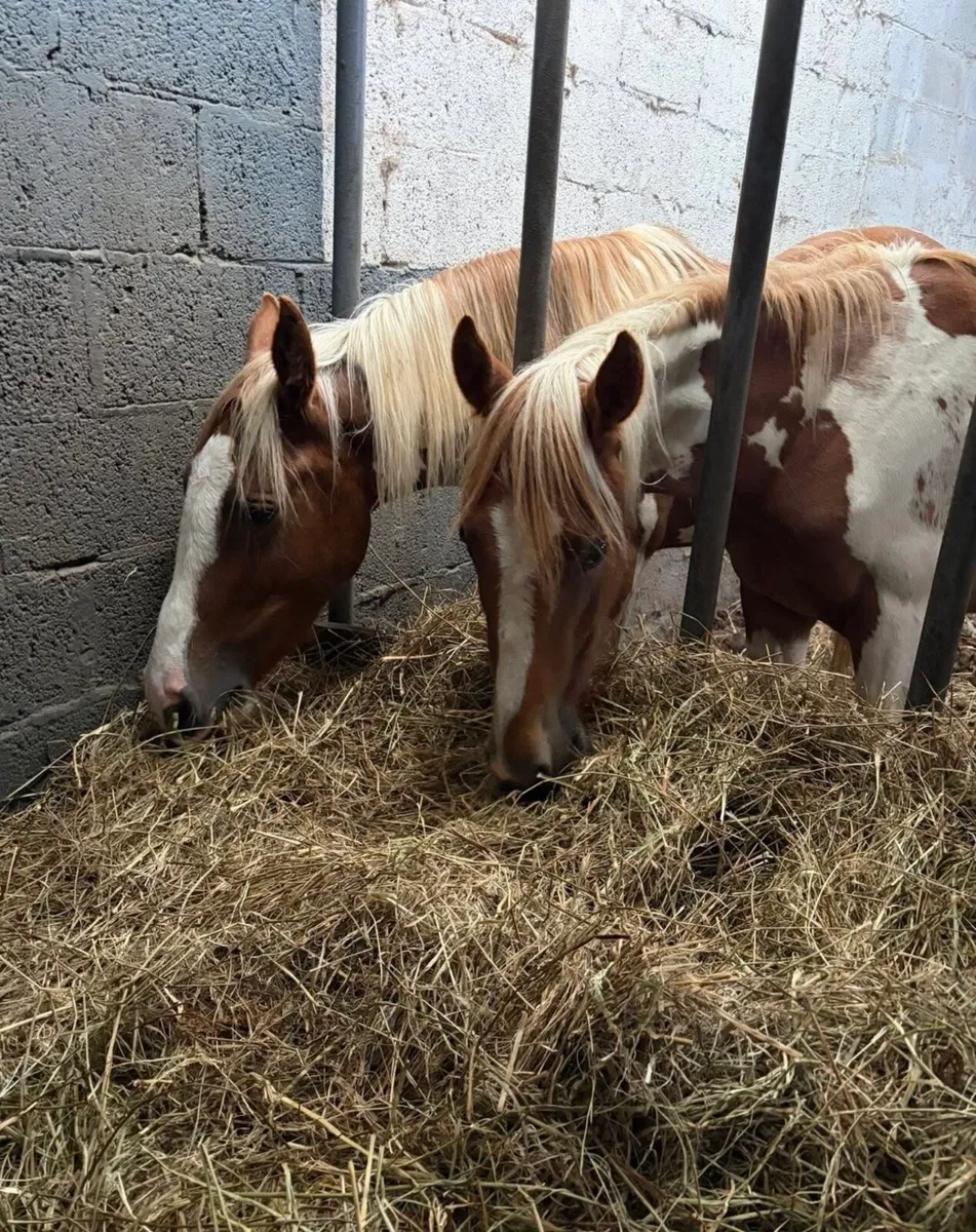 Skewbald fillies 2 years old - Image 2
