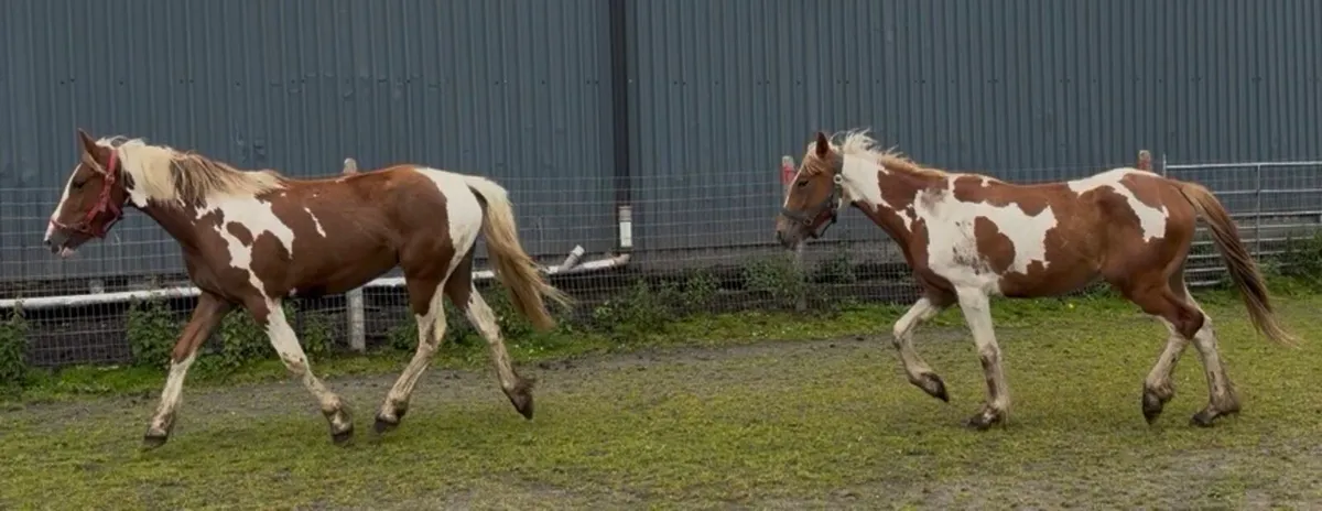 Skewbald fillies 2 years old - Image 3