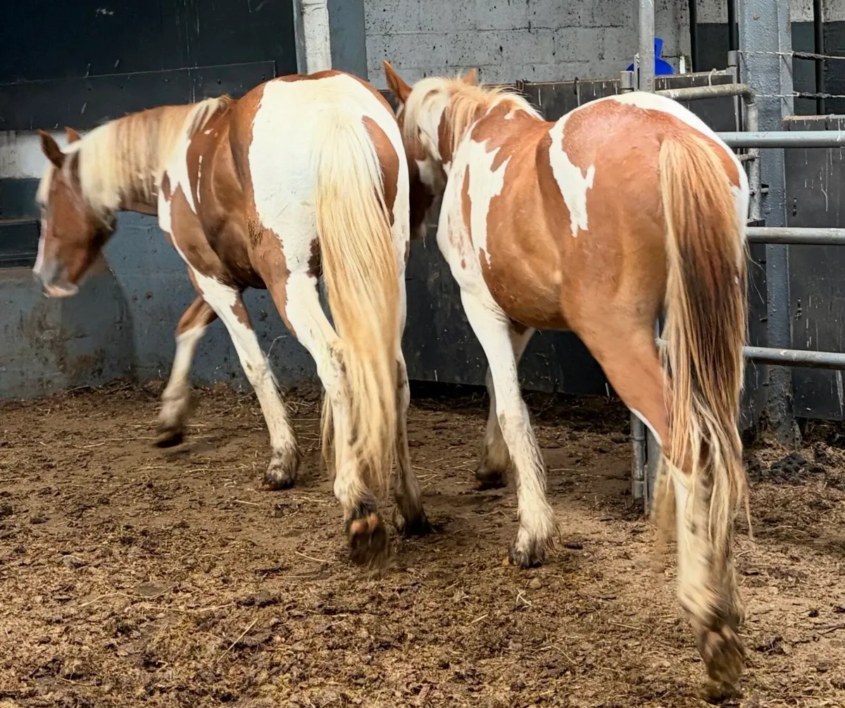 Skewbald fillies 2 years old - Image 4