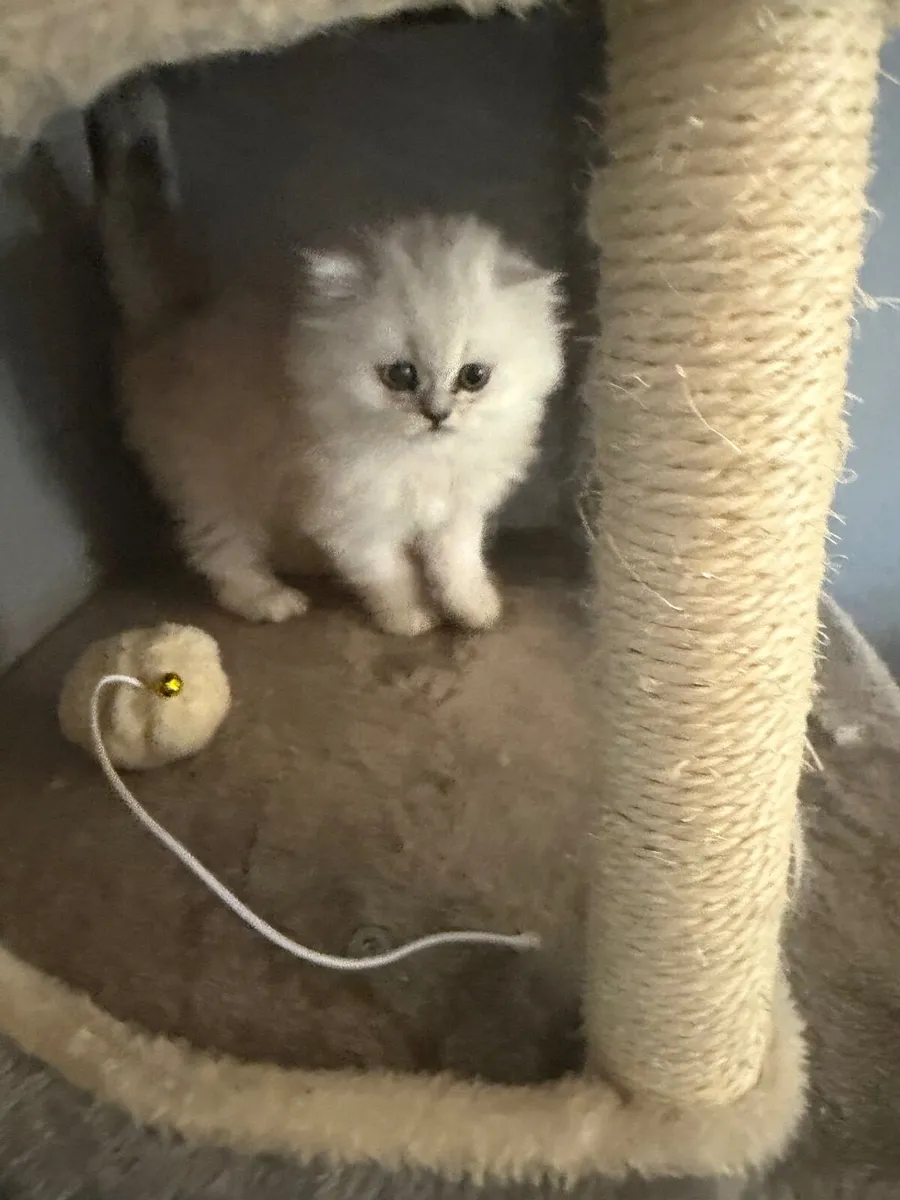 Male Persian Chinchilla - Image 4