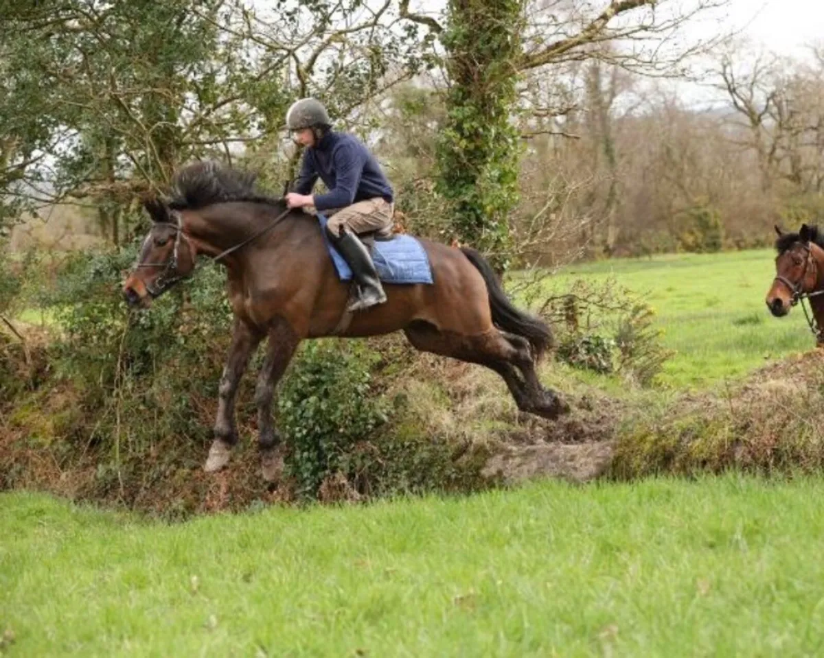 Hunter/ x country horse - Image 1