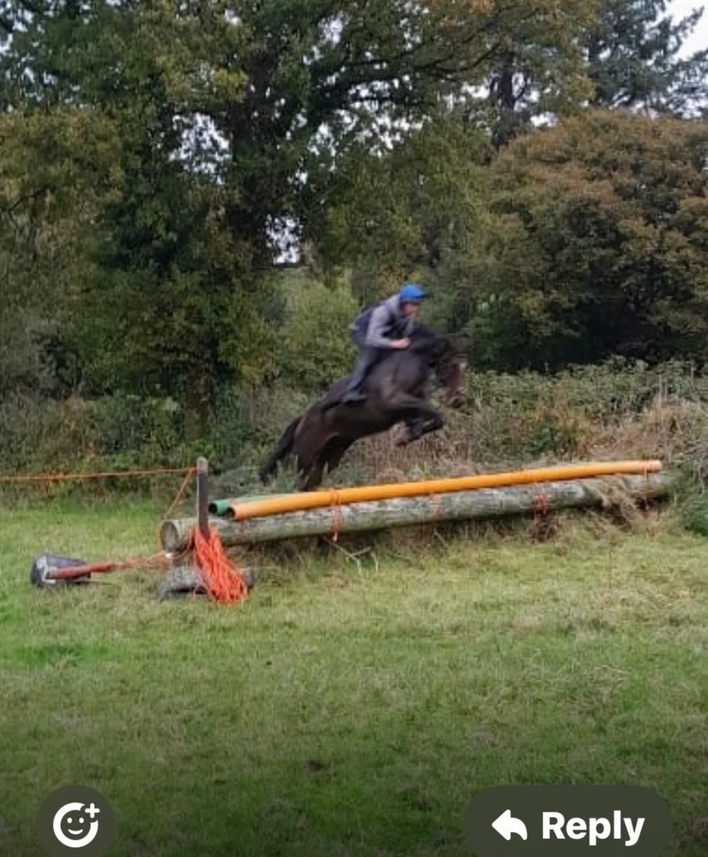 Hunter/ x country horse - Image 2