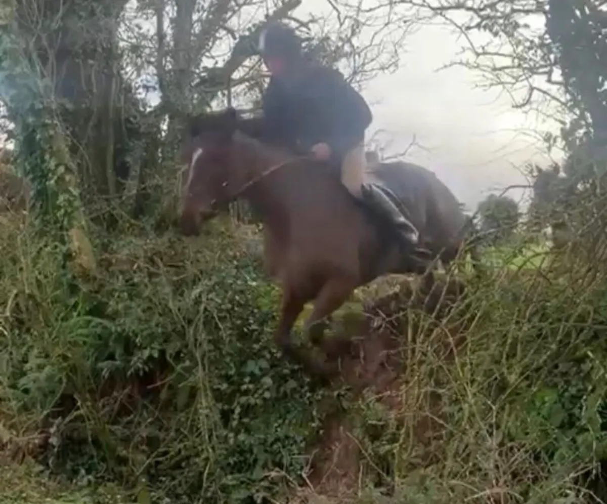 Hunter/ x country horse - Image 3