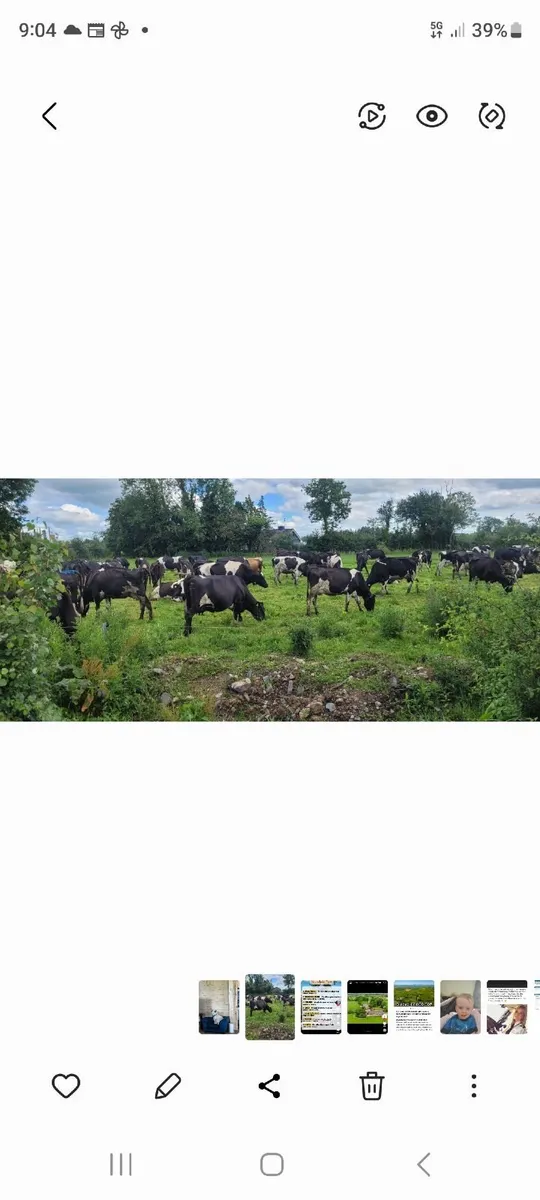 Autum calvers