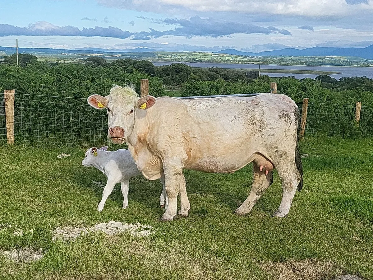Suckler cow - Image 1