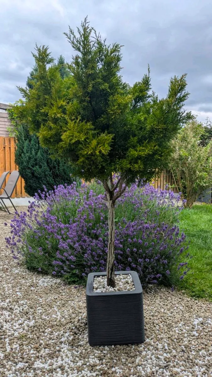 Large evergreen plant - 135 cm
