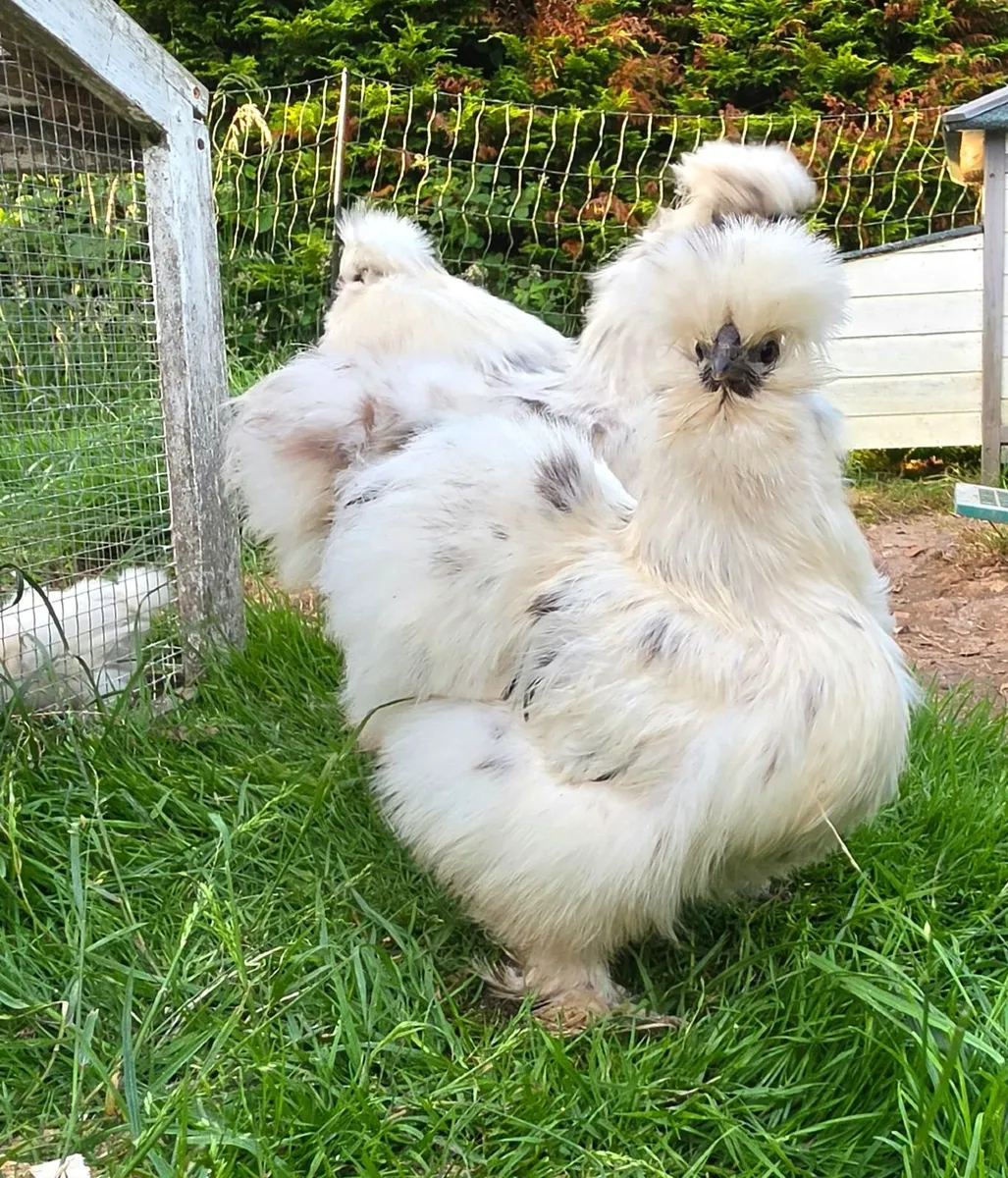 USA Silkie chicks - Image 4