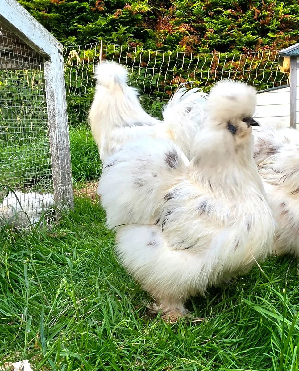 USA Silkie chicks - Image 3