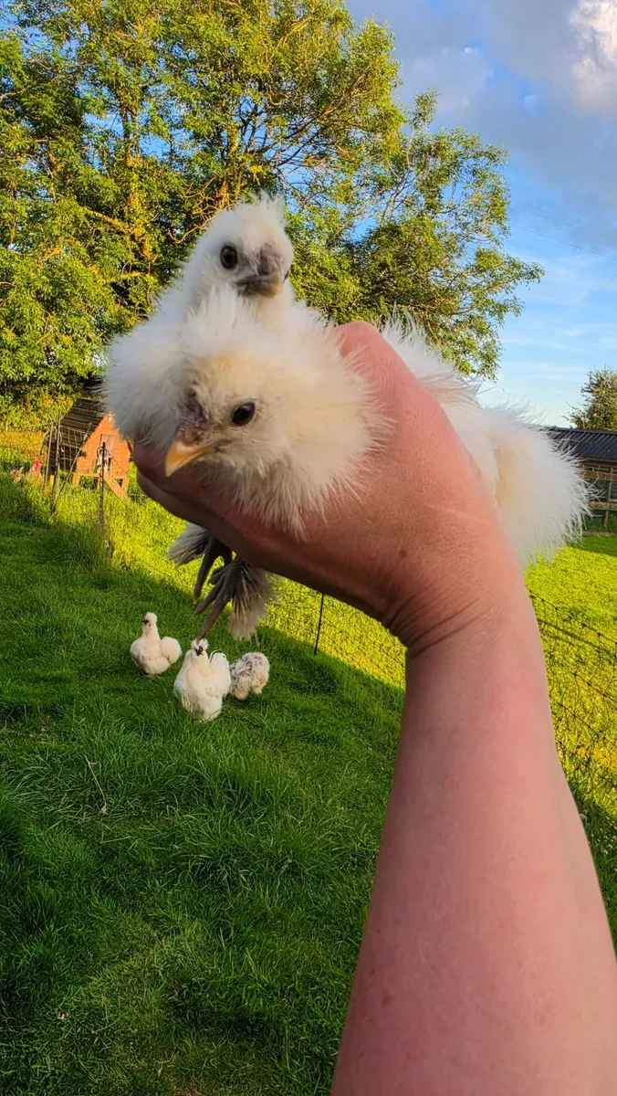 USA Silkie chicks - Image 2