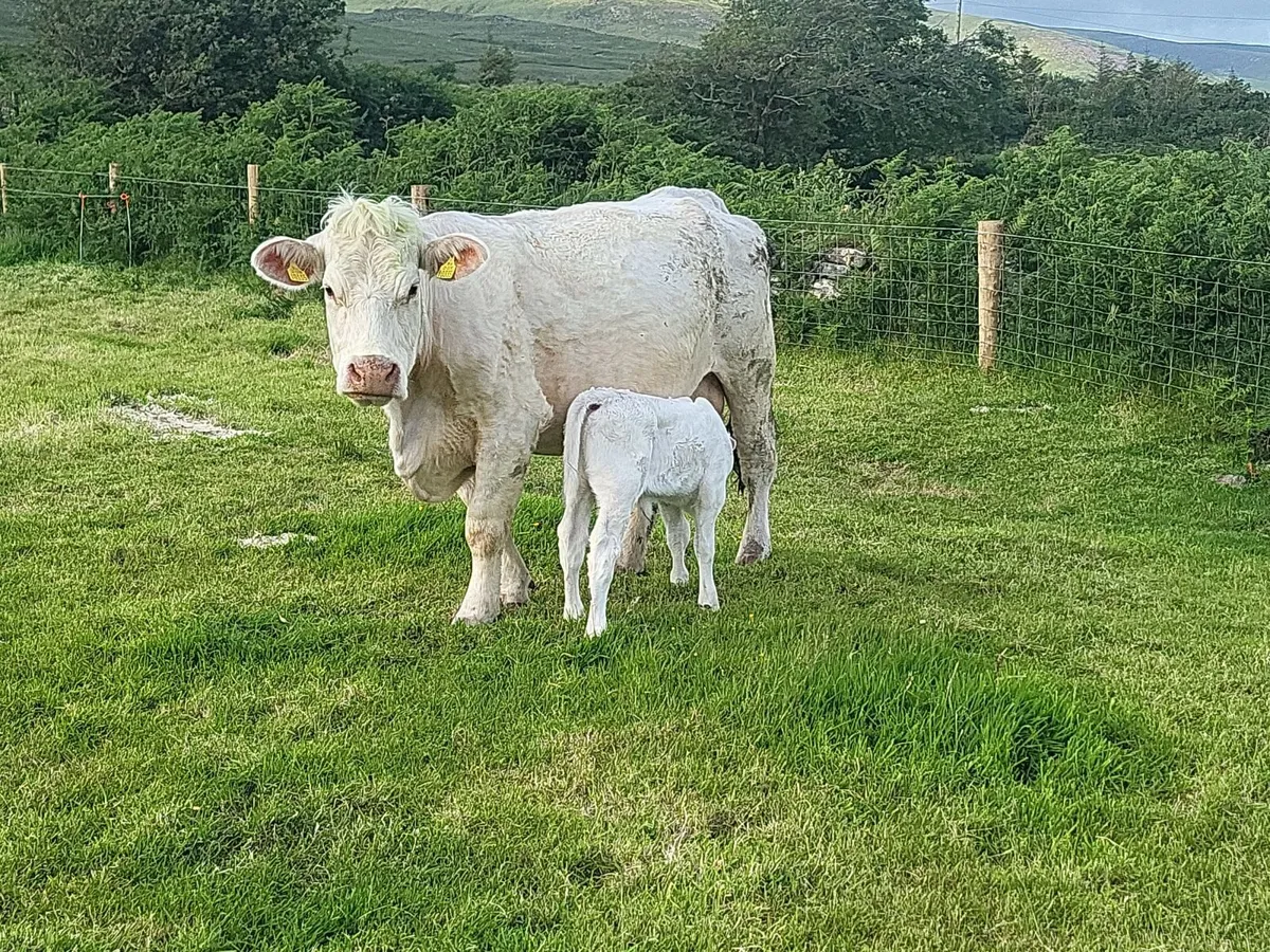 Suckler cow - Image 3
