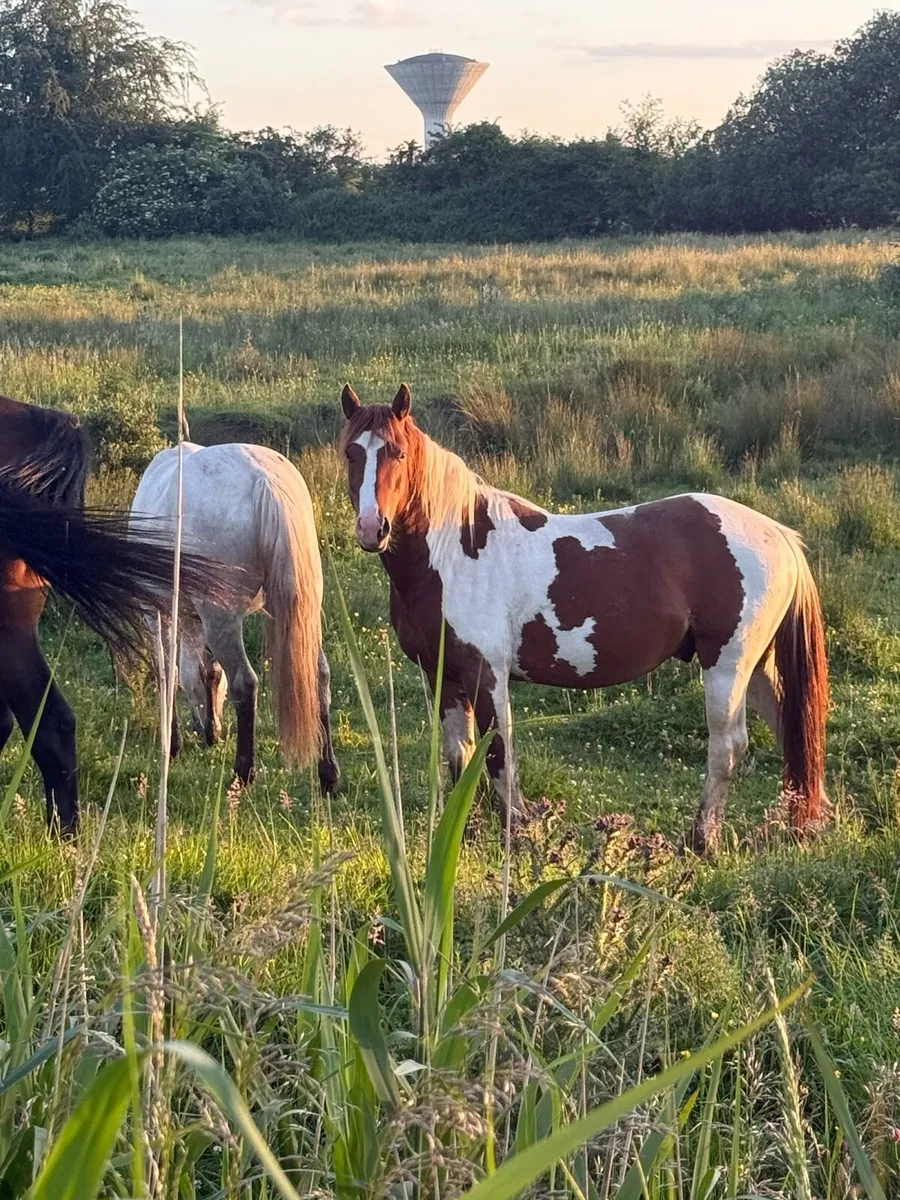 3 & 4 year old geldings - Image 1