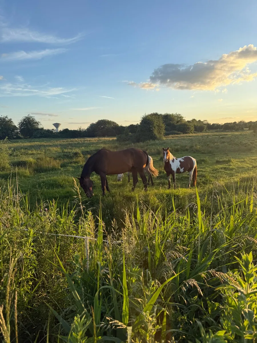 3 & 4 year old geldings - Image 4
