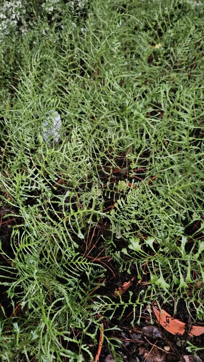 Ferns - Image 1
