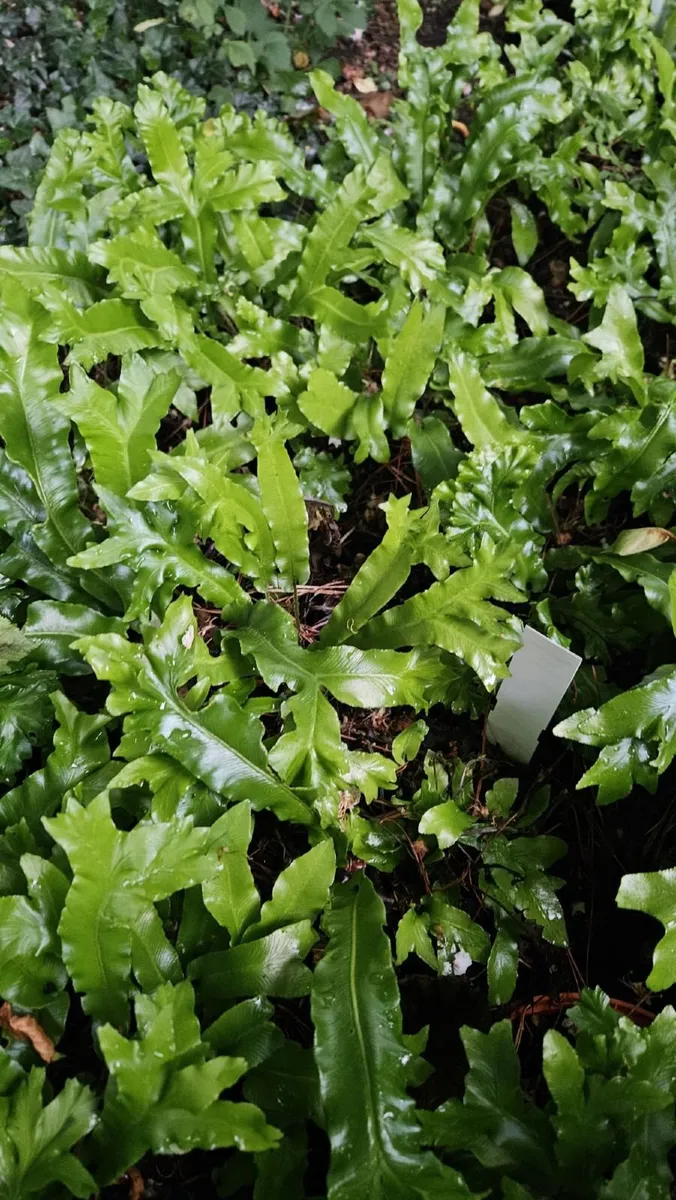Ferns - Image 2