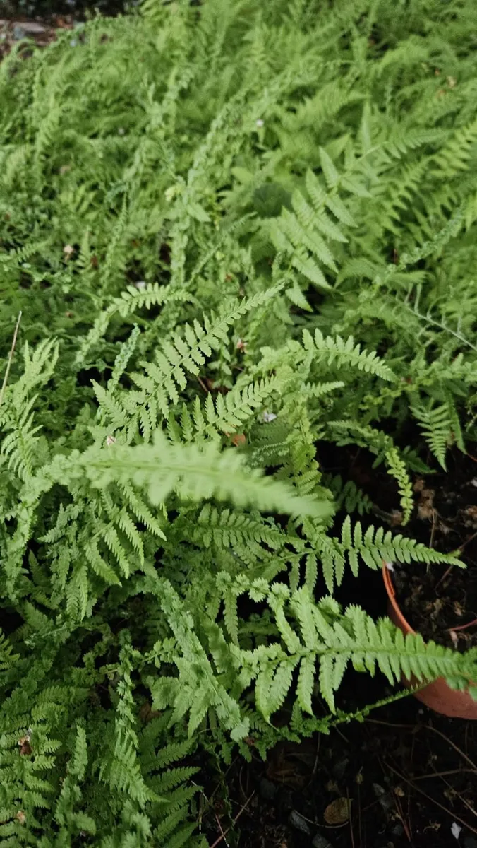 Ferns - Image 4