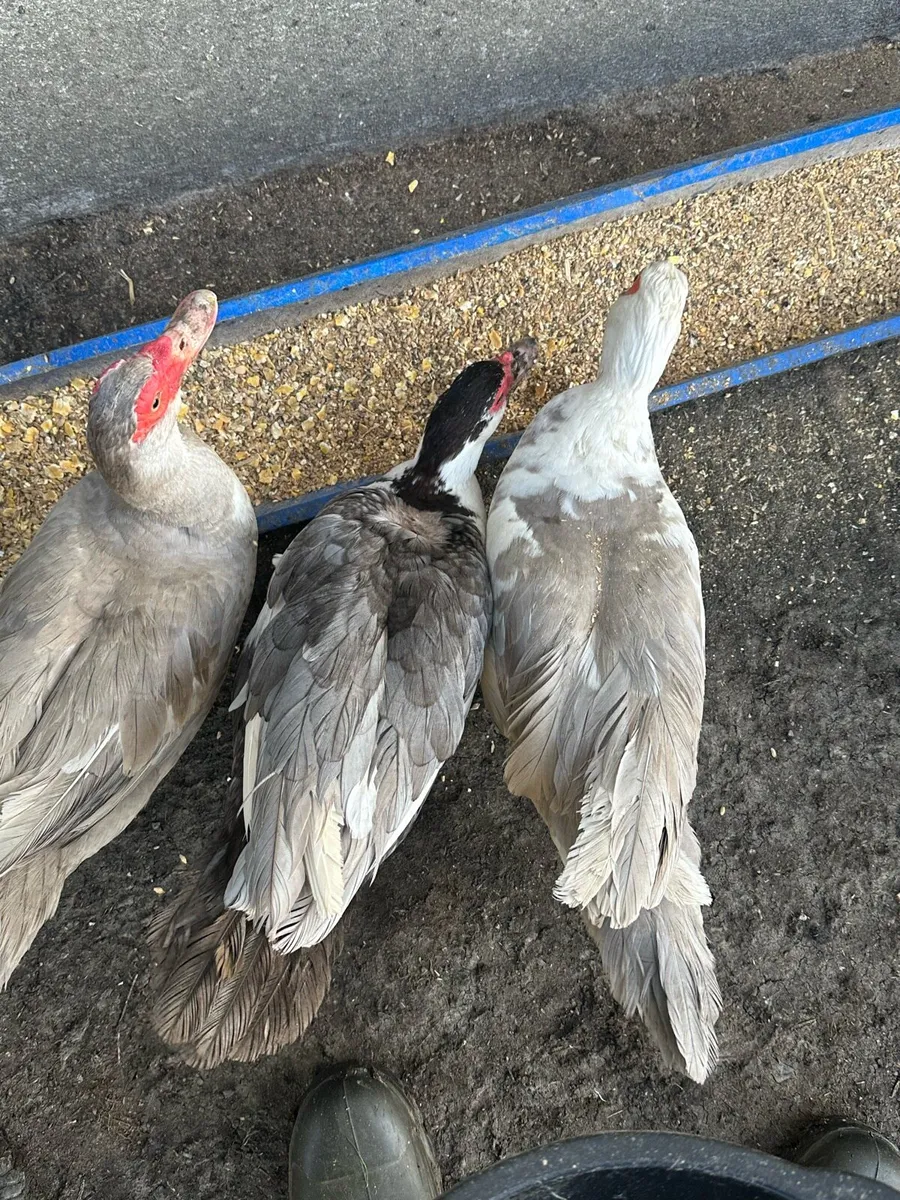 Poultry - Image 1