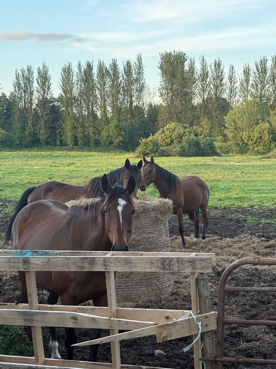 5 year old mares - Image 1