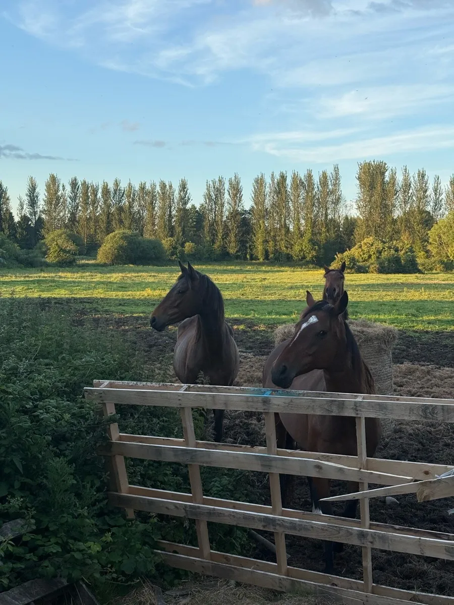5 year old mares - Image 3