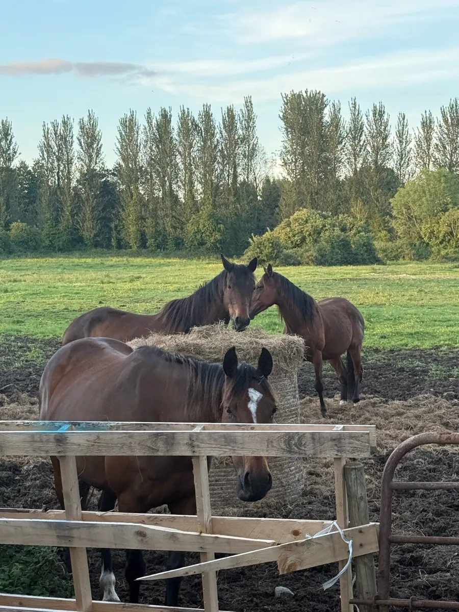 5 year old mares - Image 2