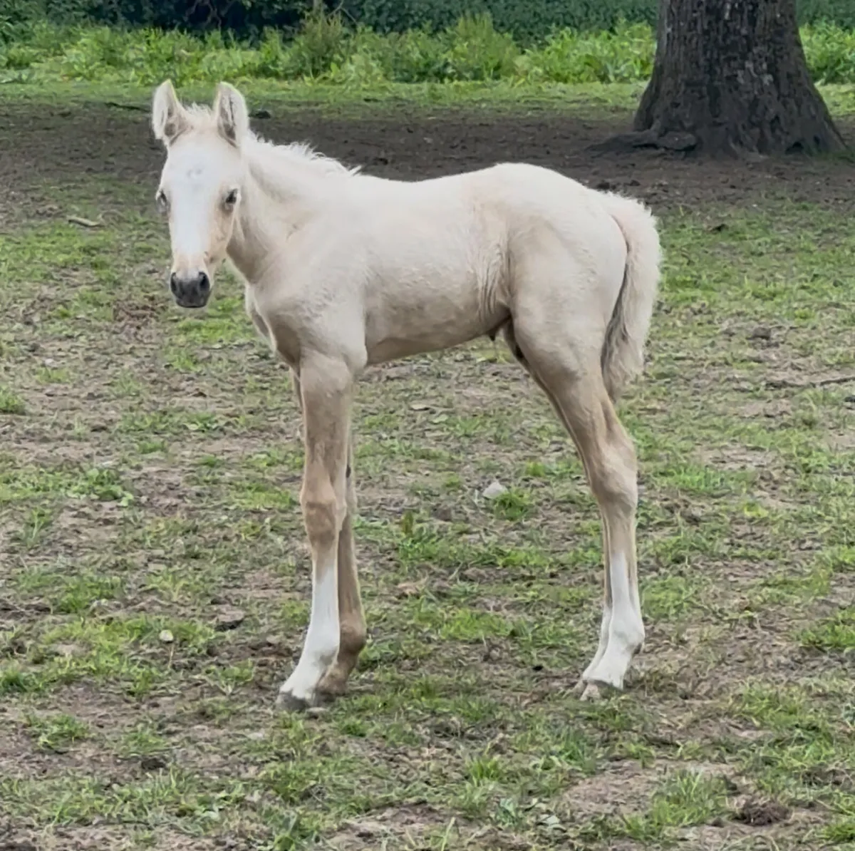 5 year old mares - Image 4